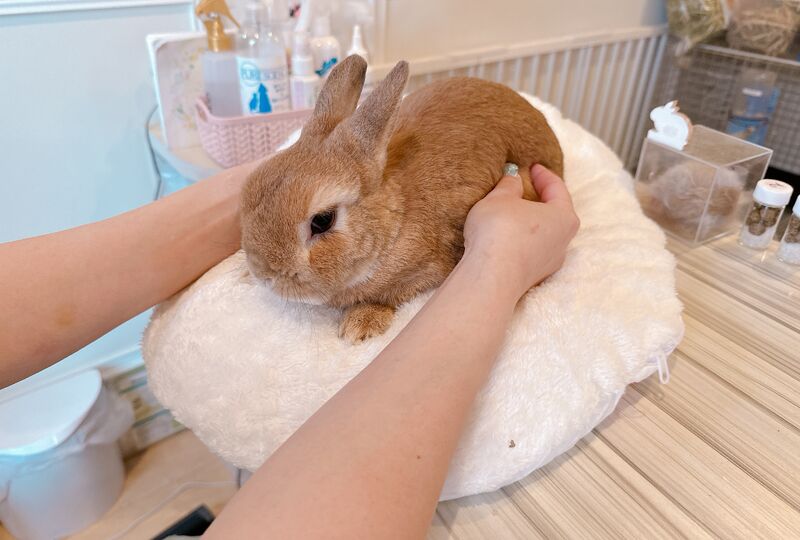 画像1482：うさぎさんのマッサージメニューが登場！